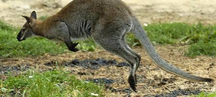 Spaß oder echt? Bayerische Uni setzt Känguru-Chili auf die Speisekarte