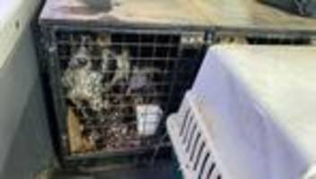 Grenzkontrolle: Hunde mit manipulierten Impfpässen in Käfigen entdeckt