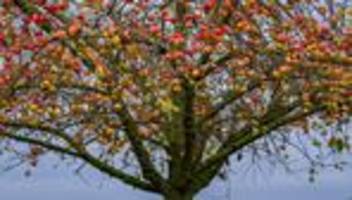 obstanbau: roboter und ki im obstbau auf messe im alten land