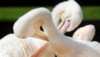 Tipps für Verliebte: Von Pinguinen bis Predigt: Ideen für den Valentinstag in NRW