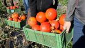 Öko-Landwirtschaft: Ausbau der Bio-Landwirtschaft stagniert in MV