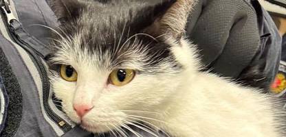 Bremen: Katze auf Solotour – Stadtmusikant fährt Zug