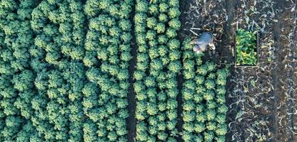 Landwirtschaft: EU-Rechnungshof warnt vor Risiken der neuen Agrarpolitik
