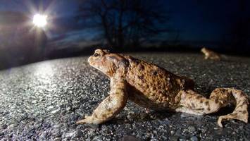 neuer krötentunnel am jenischpark: debatte nimmt unerwartete wendung