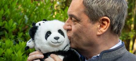 Politik mit Pandas: München bekommt zwei Bären und Tokio muss seine wieder zurückgeben
