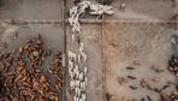 mercosur-abkommen: europaparlament beschließt schutz für landwirte wegen mercosur-deals