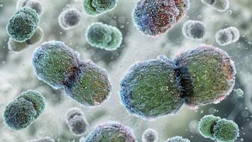 meningokokken-infektion in berlin: säugling tot, weiteres kind schwer krank