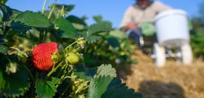 Die Deutschen kaufen Bio, aber bauen zu wenig Bio an
