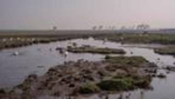 Ökologie: Durstige Intelligenz