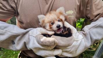 berliner tierpark trauert um „geliebten roten panda“ lisa