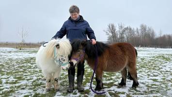 Ponys in Billwerder: Seniorin sucht Helfer mit viel Herz