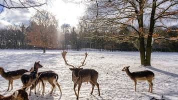 Streit um Hirsche: Was läuft im Niendorfer Gehege anders als in Nienstedten?