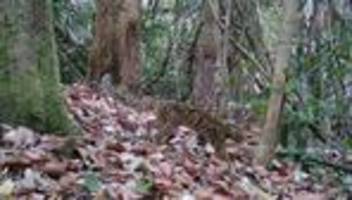Von Nebelparder bis Pangolin: Asiens Amazonas: Kamerafallen entdecken seltene Tierarten