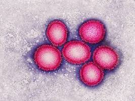 immunzellen unter verdacht: wie grippe das herz in mitleidenschaft zieht