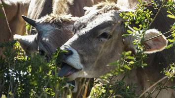 entrecôte passée? frankreich sagt fleisch den kampf an