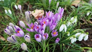 Erste Blüten: Wer diese Pflanze pflückt, riskiert eine Mega-Strafe