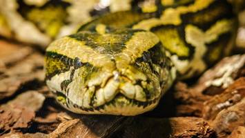 Längste Schlange der Welt entdeckt – „Baronin“ füllt fast ein Fußballtor