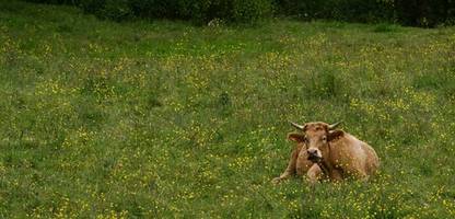 frankreich ruft zu weniger fleisch- und wurstkonsum auf