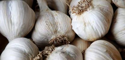 Medizin: Senkt Knoblauch den Blutdruck?