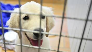 originelle idee: wer hunde aus dem tierheim nimmt, spart steuern