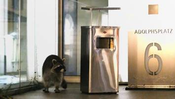 Hamburger CDU-Fraktion fordert Abschussprämie für Waschbären