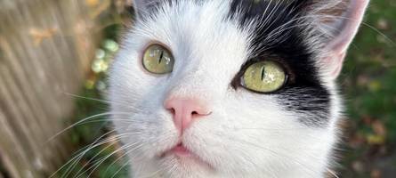 Tieren den Kopf abgetrennt: Experte erklärt, was hinter Tierquälerei steckt