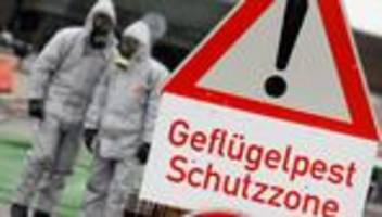 Geflügelpest: Erster Vogelgrippe-Ausbruch vor 20 Jahren - Millionenschaden