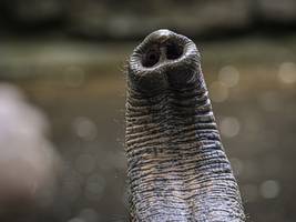 Tiere: Warum Elefanten mit ihrem Rüssel so geschickt sind