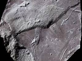 299 Millionen Jahre im Gestein: Forscher finden in Thüringen älteste Spuren von Reptilienhaut