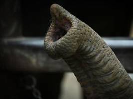 Vorbild für die Robotik: Was Elefantenrüssel so feinfühlig macht