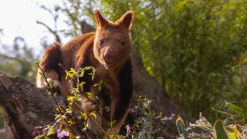 trauer um baumkänguru nunsi im tierpark berlin – „war etwas ganz besonderes“