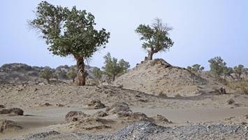 „Chinas grüne Mauer“ – Taklamakan-Wüste jetzt riesiger CO₂-Absorber