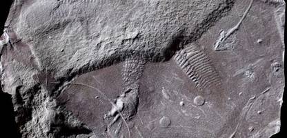 reptilienfossil: forscher finden 300 millionen jahre alte hautabdrücke