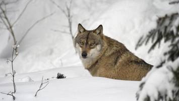 Die nächste Attacke: Wolf reißt Schafherde bei Hamburg