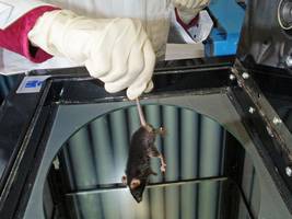 gesetzgebung: ein sonderrecht für tierversuche darf es nicht geben