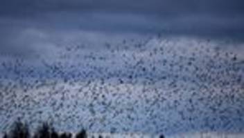 frühling in sicht: erste zugvögel sind zurück - suche nach brutrevieren