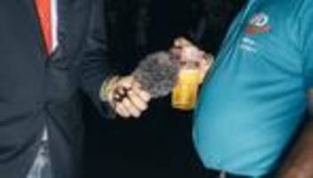 vetternwirtschaft in sachsen-anhalt: dieser skandal beschädigt die glaubwürdigkeit der afd massiv