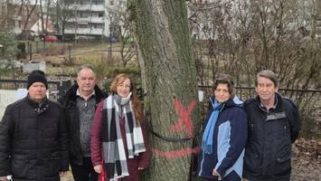 Bäume für Wohnungsbau in Lichtenberg gefällt – toter Igel sorgt für Aufregung