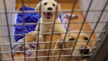 „die cdu war beim tierschutz nicht gerade die treibende kraft“