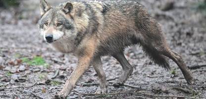 Leverkusen: Wolf gemeldet – Karnevalsumzug in Leverkusen gestoppt