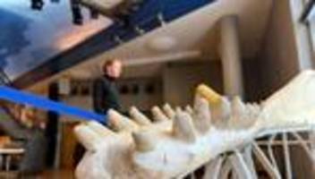 Toter Wal auf Sylt: Labor-Ergebnisse liefern Hinweise zum Leben des Sylt-Wals