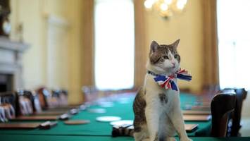 Kater Larry feiert sein „Dienstjubiläum“ in Downing Street Nr. 10