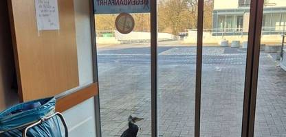 Bremen: Verletzter Kormoran klopft in Notaufnahme an