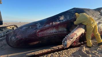Mit Kettensägen zerlegter Wal ist analysiert – das sind die Ergebnisse