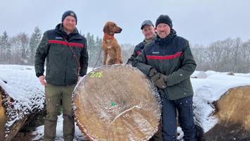 Rekord-Preis für Eiche: Sie ist die teuerste „Braut“, die je versteigert wurde