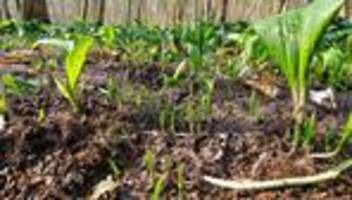 naturschutz: bärlauch-diebe in der leipziger region gefasst