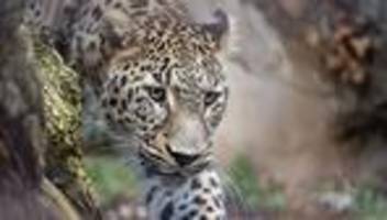 persischer leopard: aus spanien an den neckar: seltener leopard zieht in zoo ein