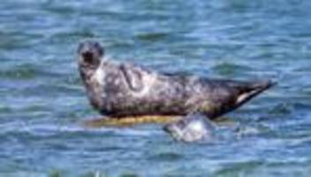 Robbensterben vor Rügen: Zwei Fischer erhalten Strafbefehle wegen Tods von Kegelrobben