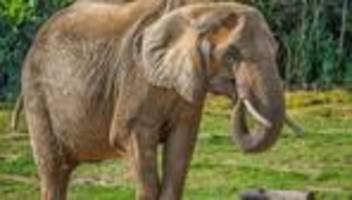 Tiere: Feuerwehr muss Elefantenkuh im Opel-Zoo auf die Beine helfen