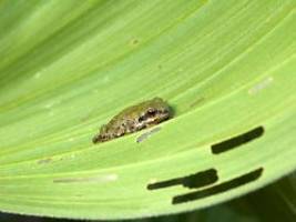 für weibchen attraktiver: höhere temperaturen versetzen frösche in turbo-modus